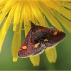 Goldzünsler (Pyrausta aurata).