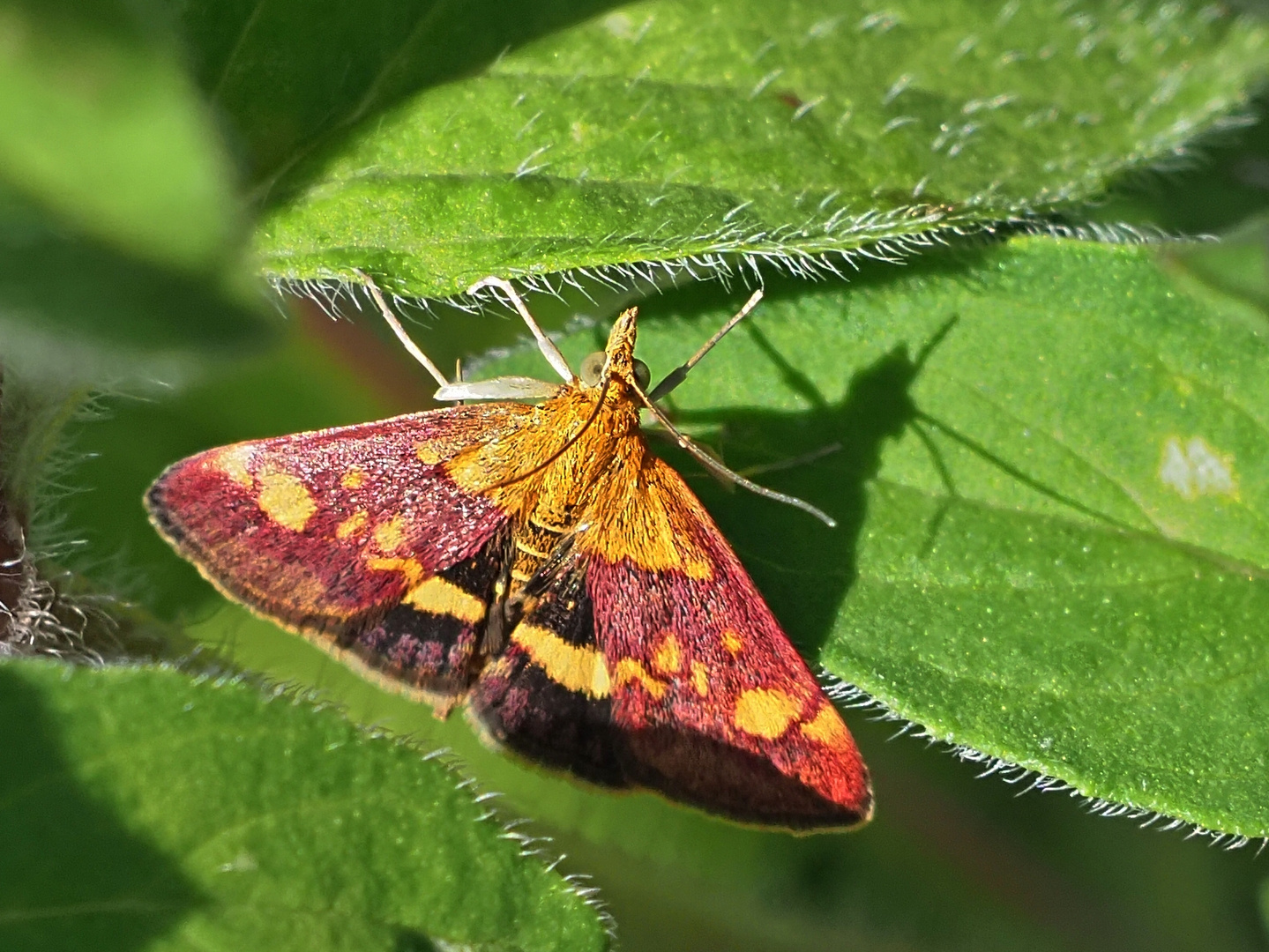 Goldzünsler (Pyrausta aurata)