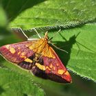 Goldzünsler (Pyrausta aurata)