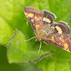 Goldzünsler (Pyrausta aurata), auch Minzenmotte genannt