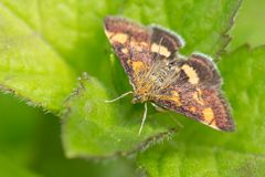 Goldzünsler (Pyrausta aurata), auch Minzenmotte genannt