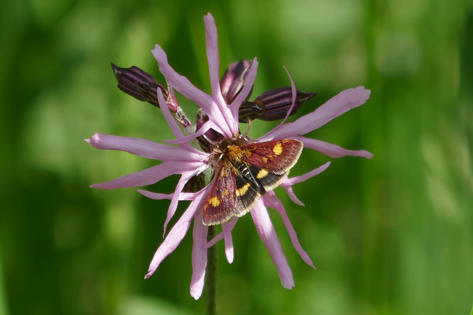 Goldzünsler Pyrausta aurata auf Kuckuckslichtnelke