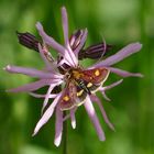 Goldzünsler Pyrausta aurata auf Kuckuckslichtnelke