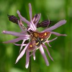 Goldzünsler Pyrausta aurata auf Kuckuckslichtnelke