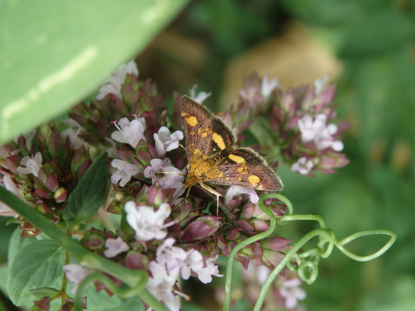 Goldzünsler (Pyrausta aurata) auf Oregano