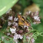 Goldzünsler (Pyrausta aurata) auf Oregano