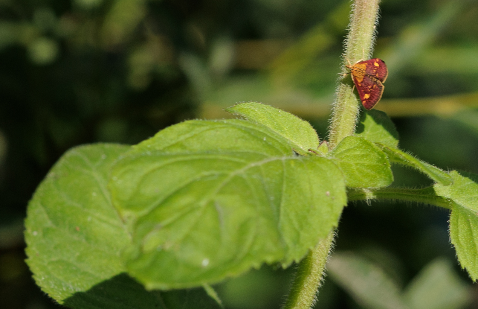 Goldzünsler (Pyrausta aurata) auf Wasserminze