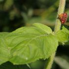 Goldzünsler (Pyrausta aurata) auf Wasserminze