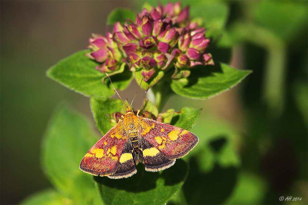 Goldzünsler (Pyrausta aurata)