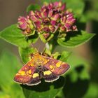 Goldzünsler (Pyrausta aurata)