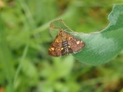 Goldzünsler (Pyrausta aurata) im heimischen Garten