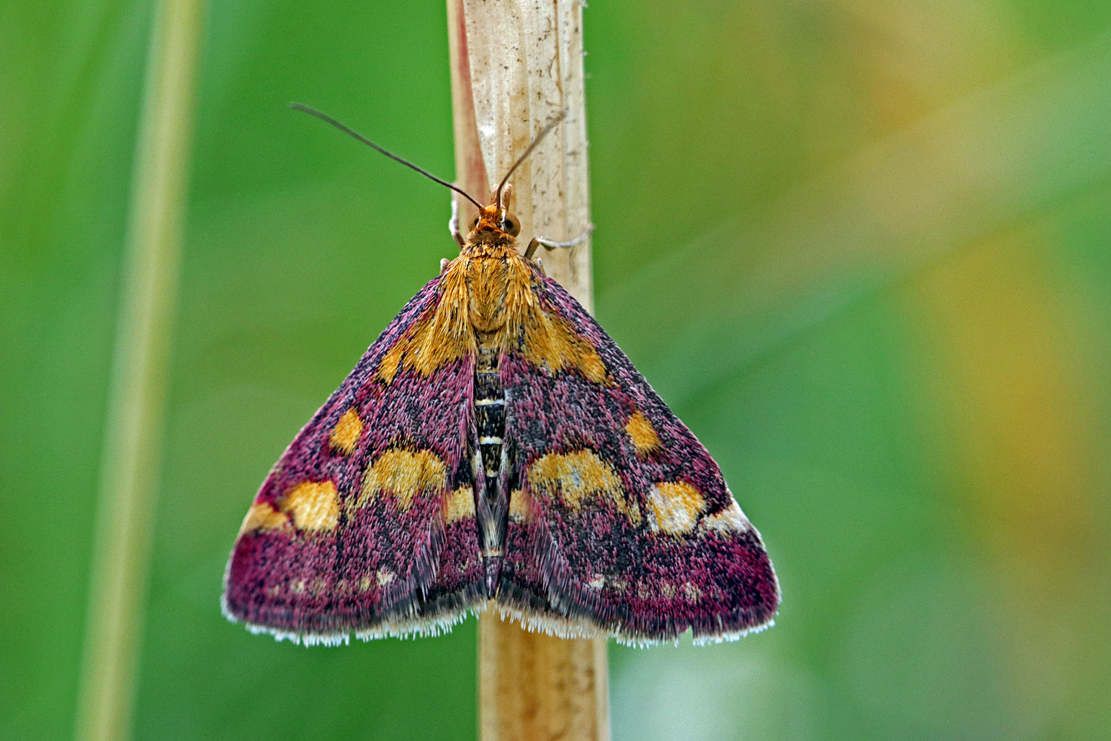 Goldzünsler (Pyrausta purpuralis)