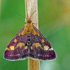 Goldzünsler (Pyrausta purpuralis)