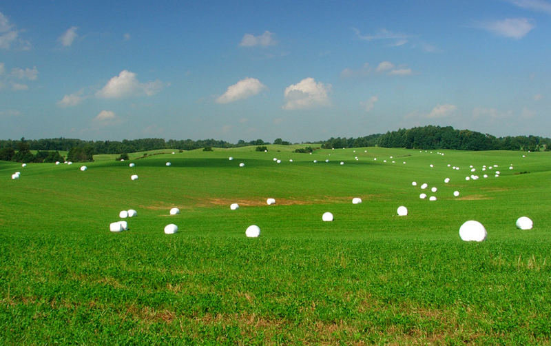 Golf field