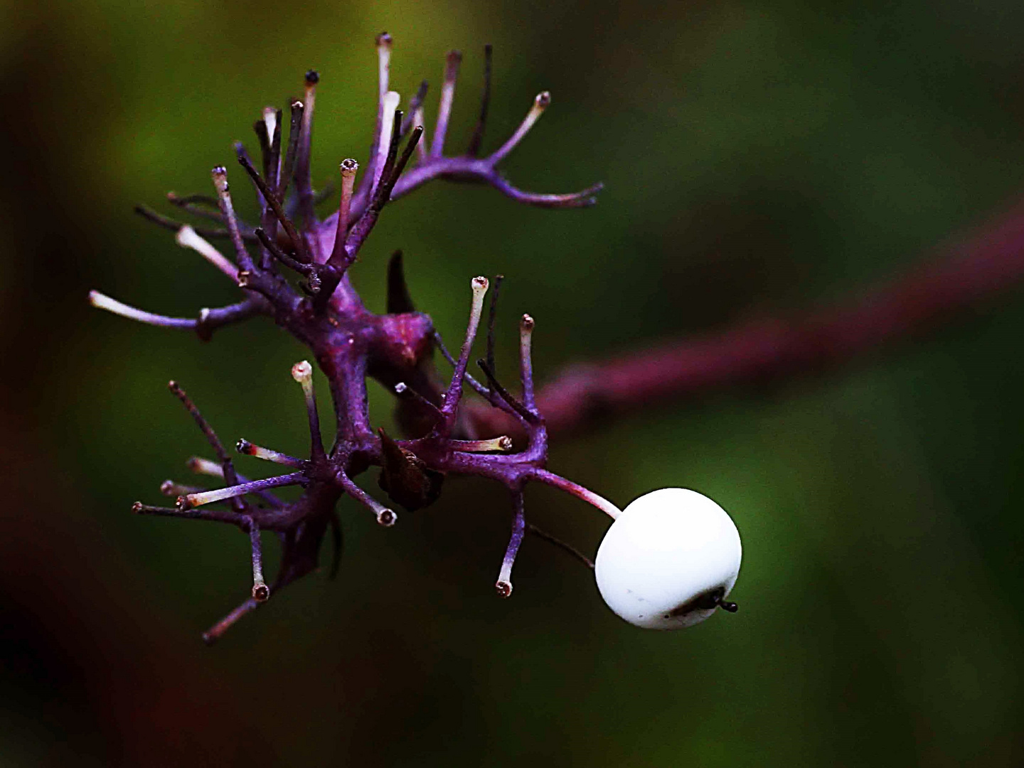 Golfball am Strauch