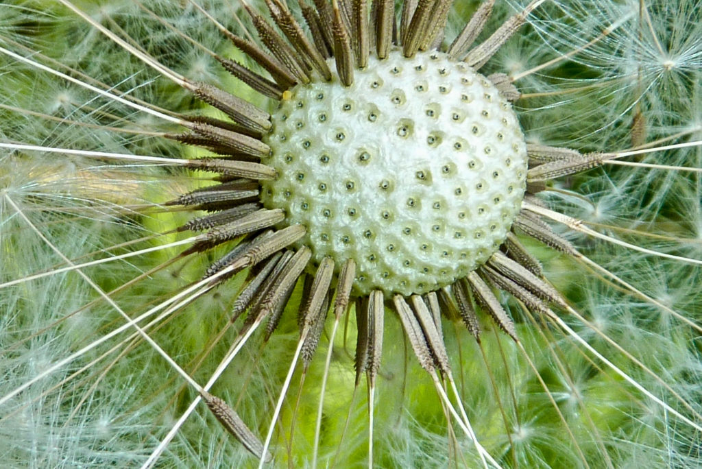 Golfball oder doch Pusteblume ?