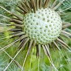 Golfball oder doch Pusteblume ?