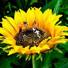 Golfer auf der Sonnenblume 