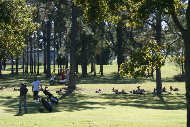 golfers and kangaroos