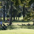 golfers and kangaroos