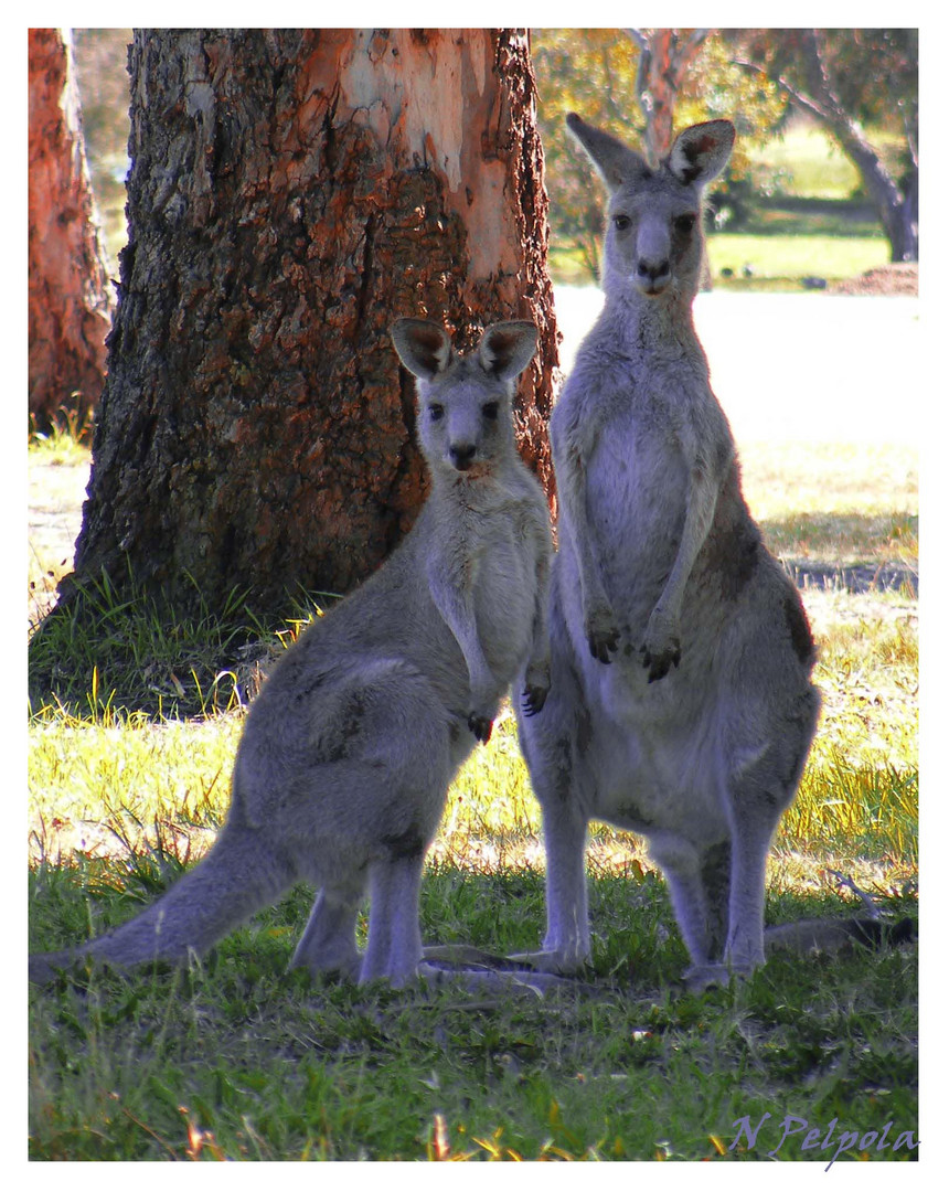 Golfing Kangaroos