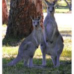Golfing Kangaroos