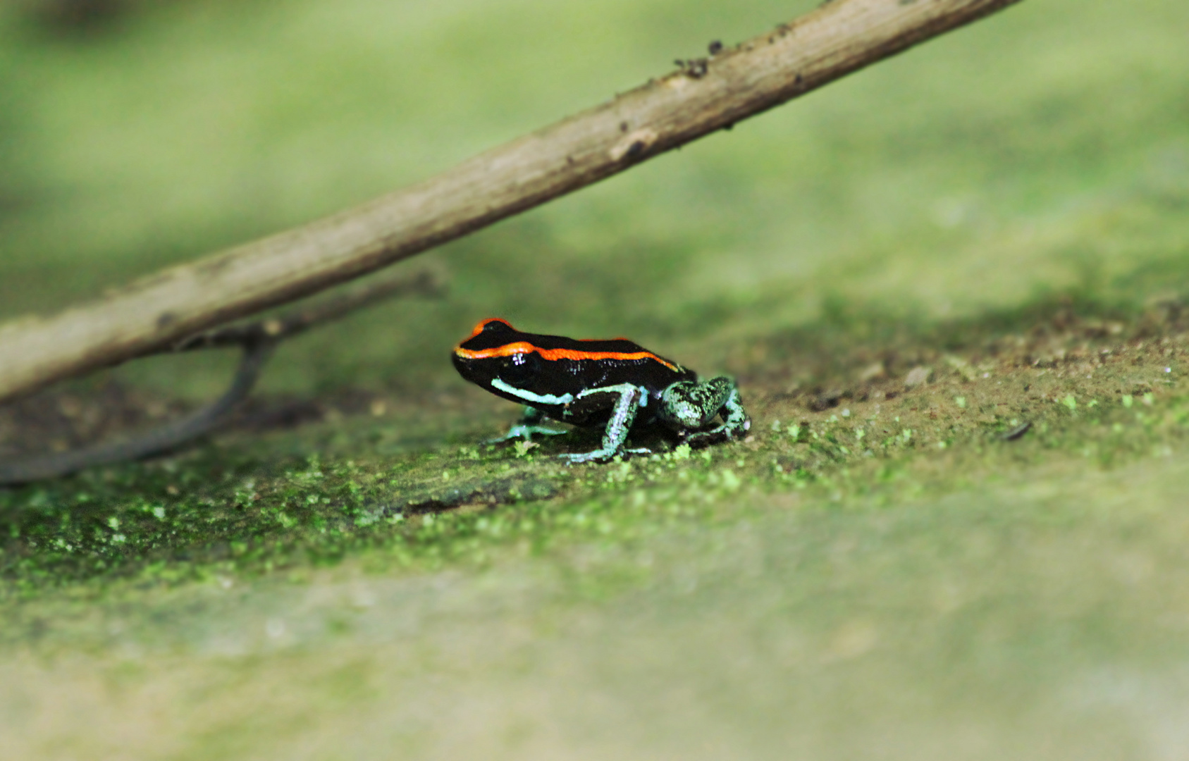 golfo-dulce poison dart frog, Costa Rica