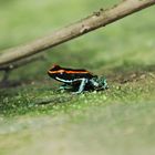 golfo-dulce poison dart frog, Costa Rica