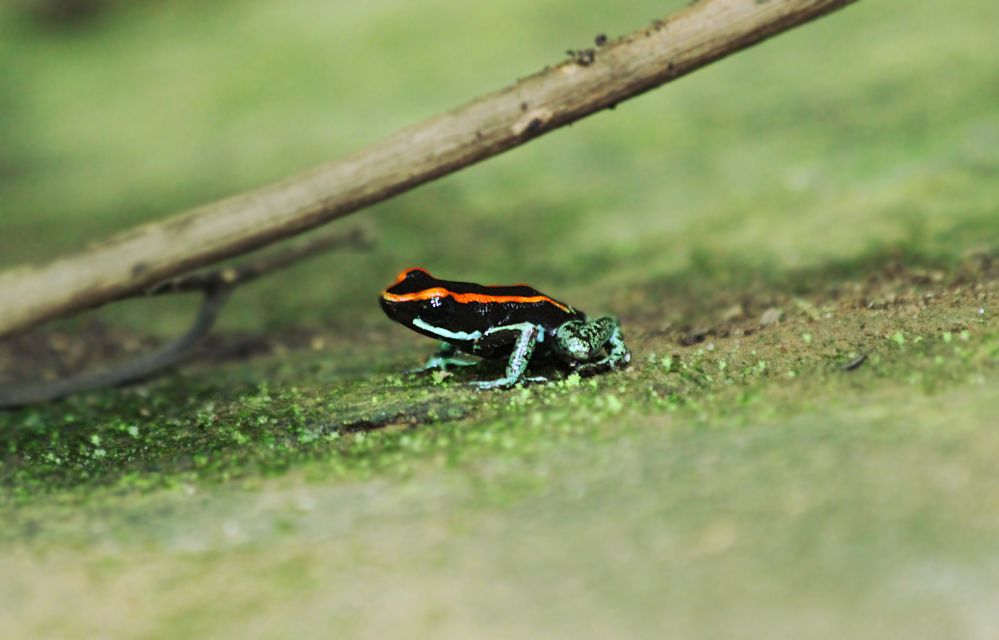 golfo-dulce poison dart frog, Costa Rica