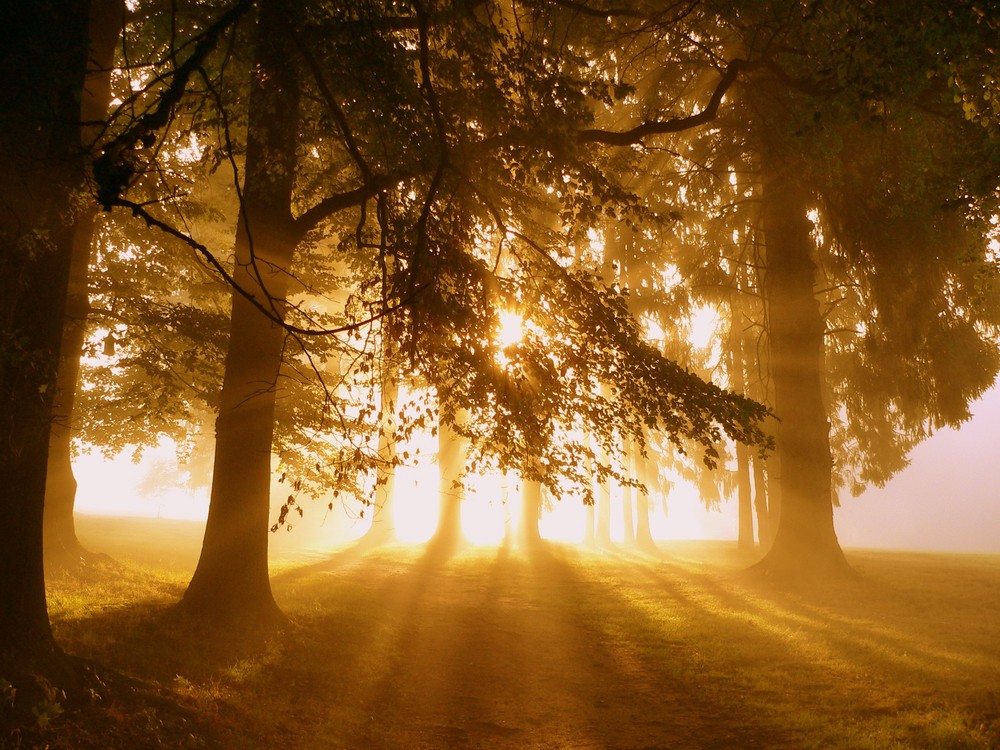 Golfplatz im Nebel - die 2te