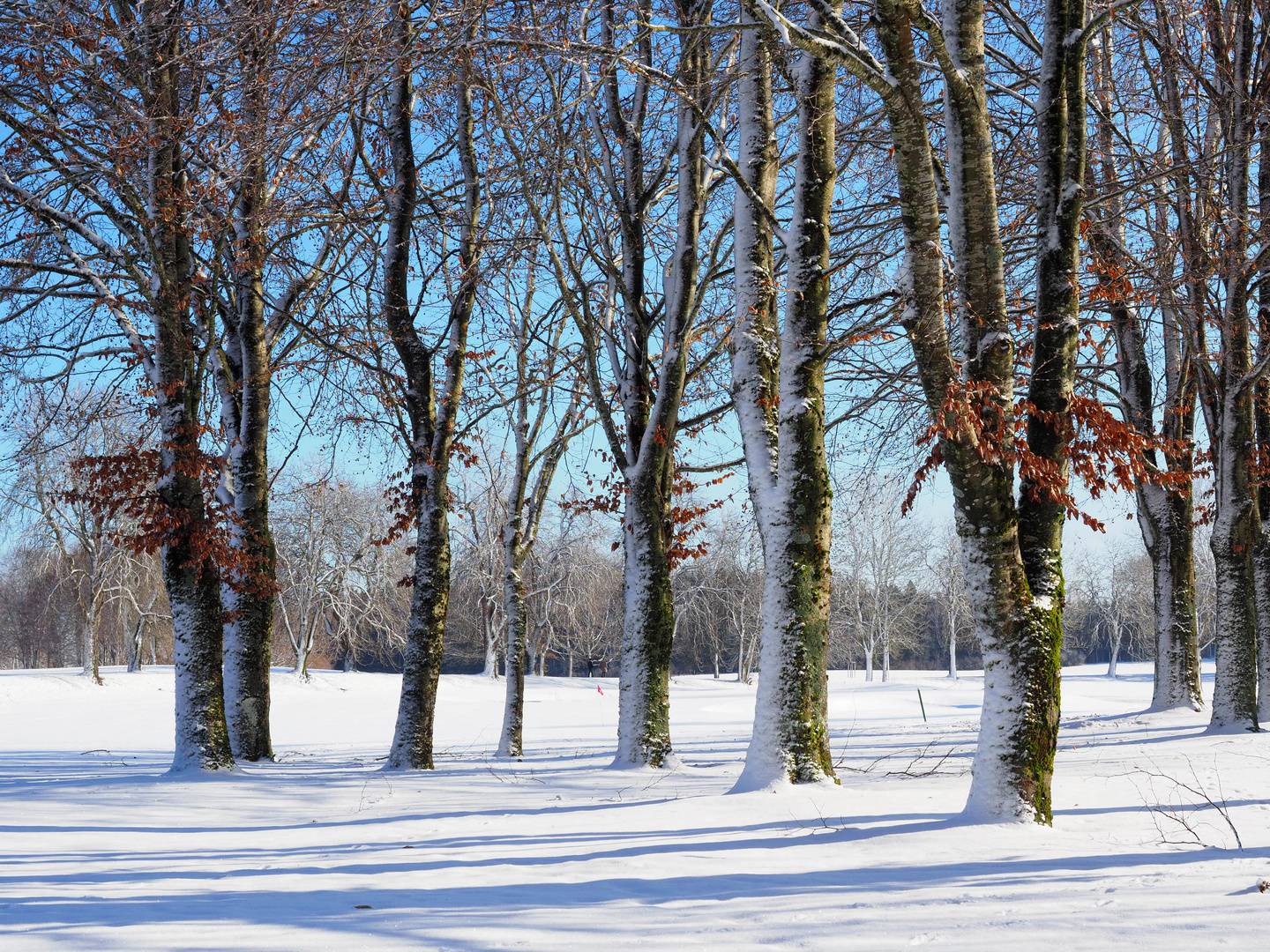 Golfplatz im winter
