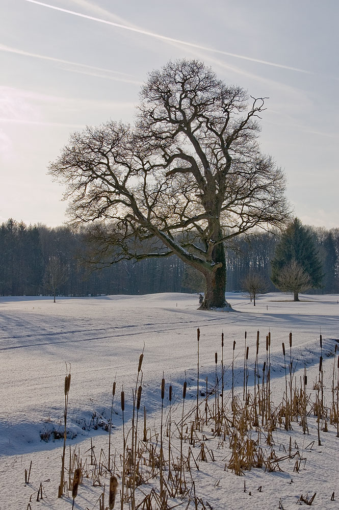 Golfplatzbaum