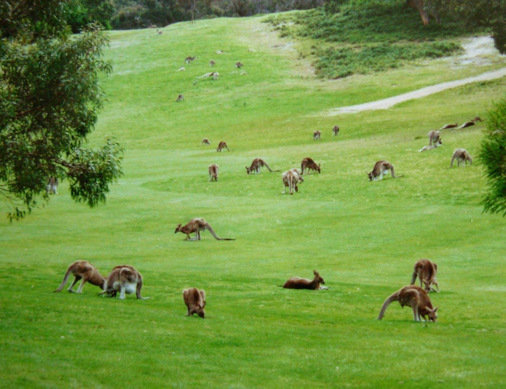 Golfplatzbesucher