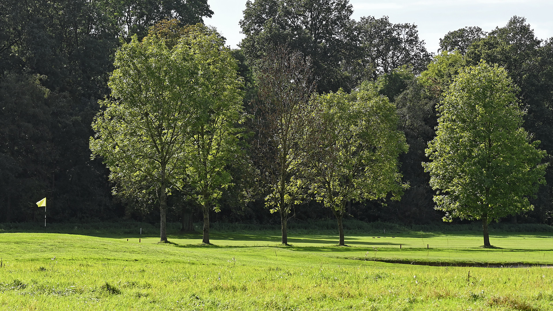 Golfspocht-Bäume am Grün