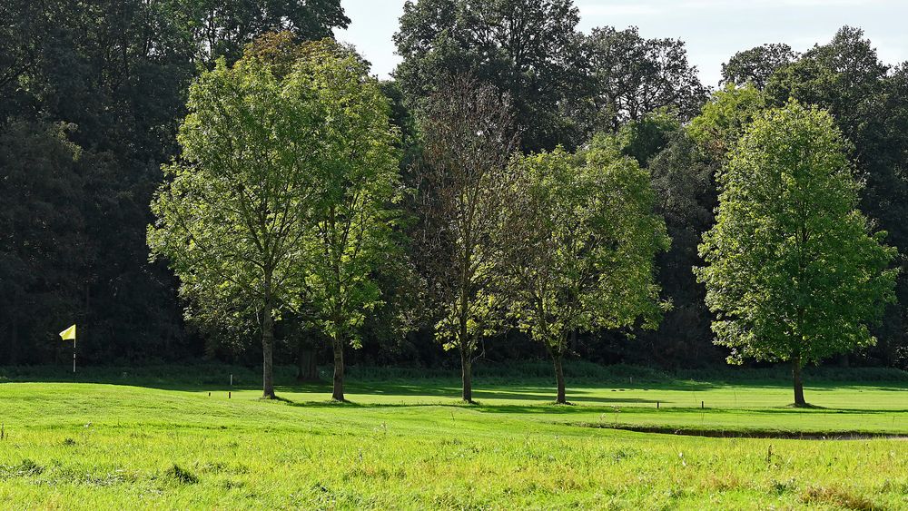 Golfspocht-Bäume am Grün