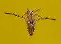 Golgiger Käfer von Angies Fotowelt 