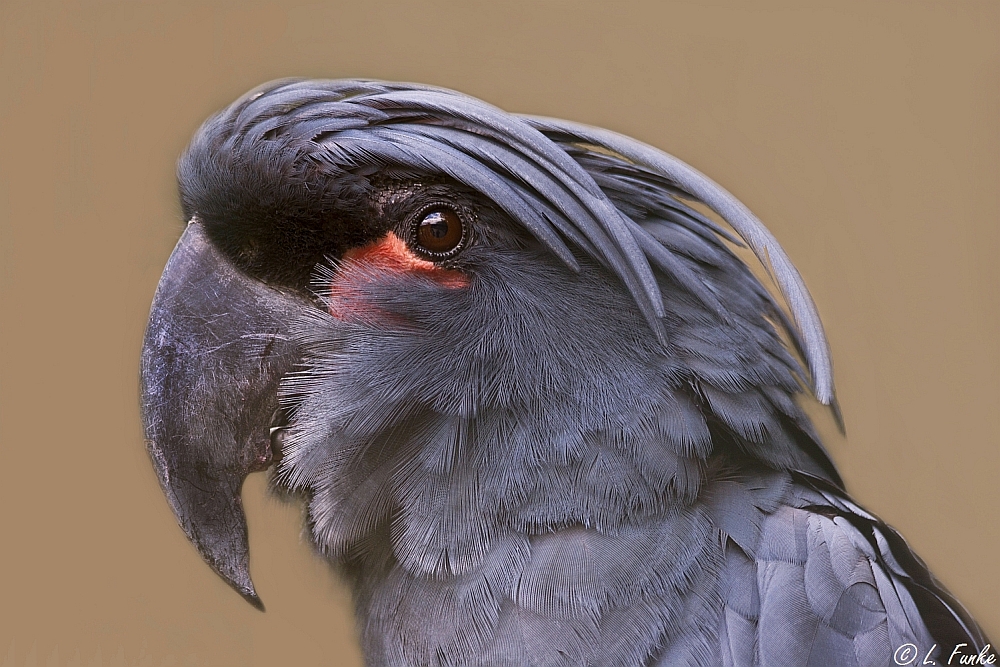 *** Goliath Cockatoo ***