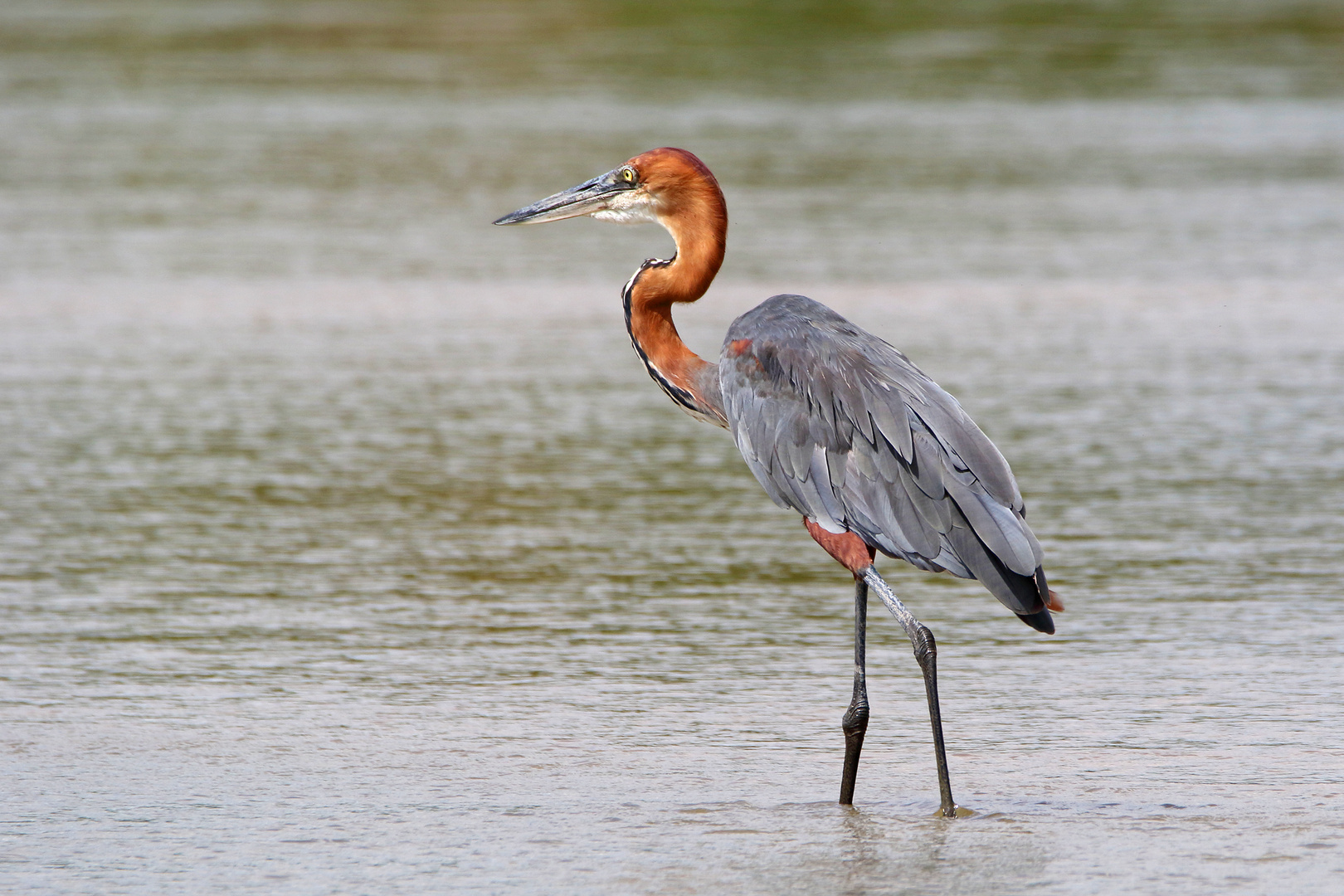 Goliath heron