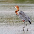 Goliath heron