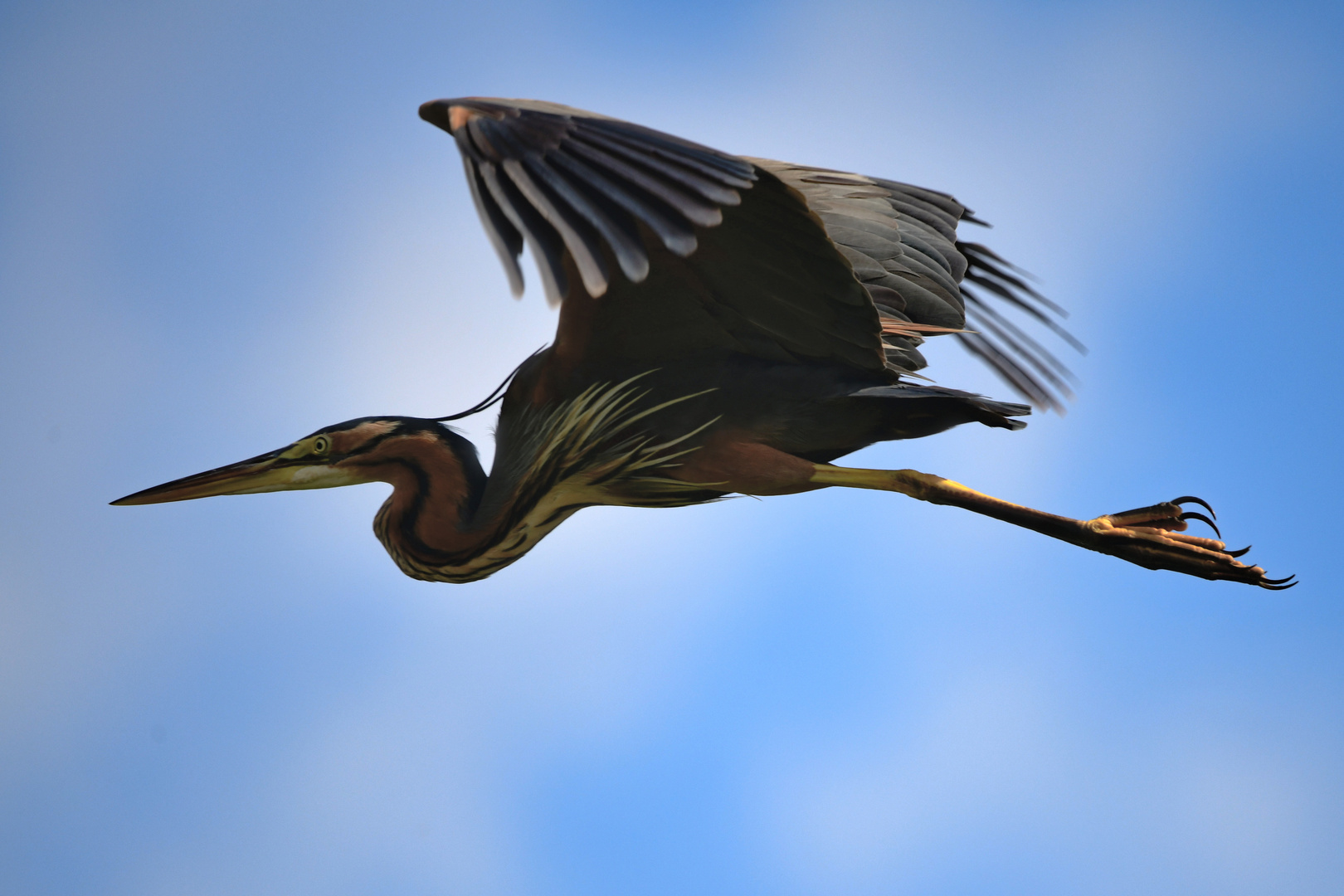 Goliath heron