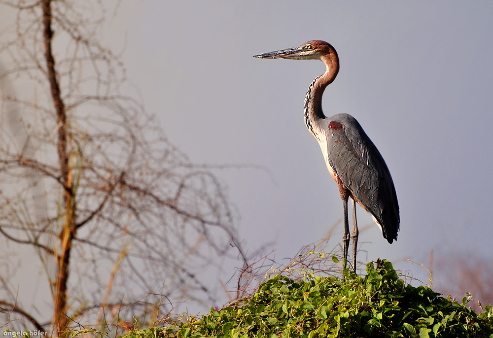 Goliath Heron on Lake Chamo