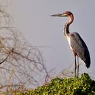 Goliath Heron on Lake Chamo