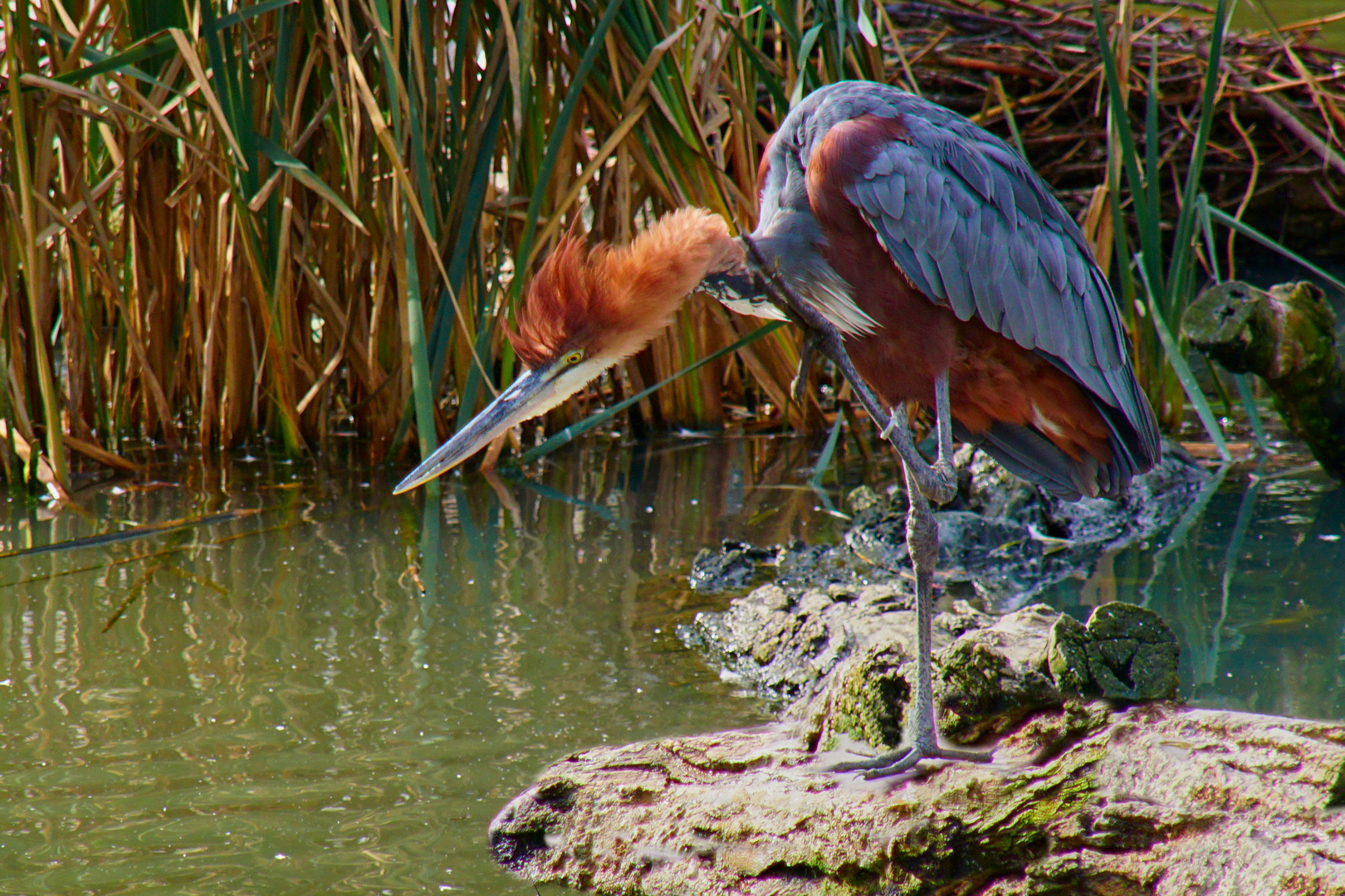 Goliath Reiher