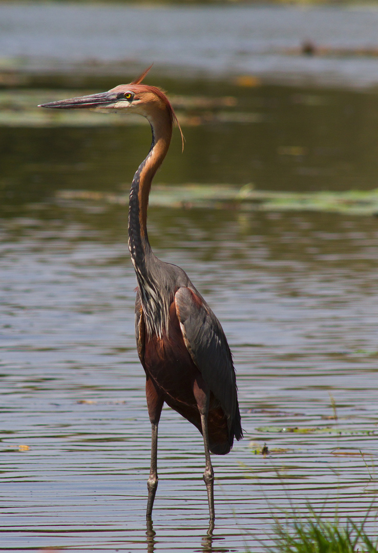 Goliath-Reiher