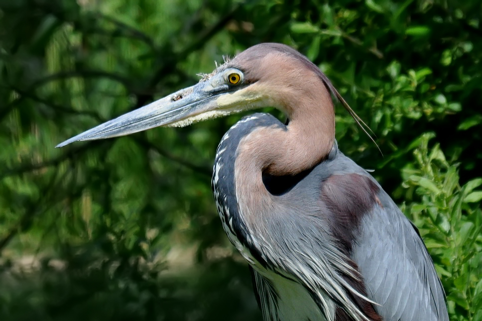 Goliathreiher ( Ardea goliath)