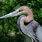 Goliathreiher ( Ardea goliath)