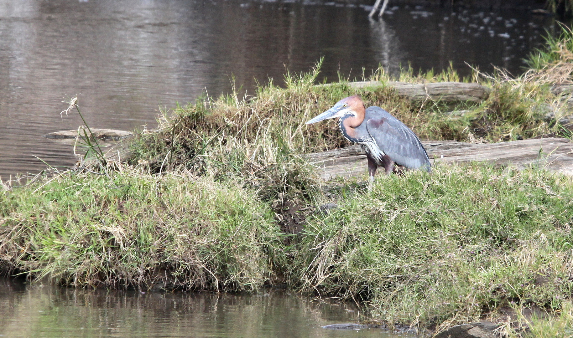 ------Goliathreiher - Ardea goliath