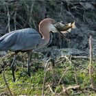 Goliathreiher beim Fischen