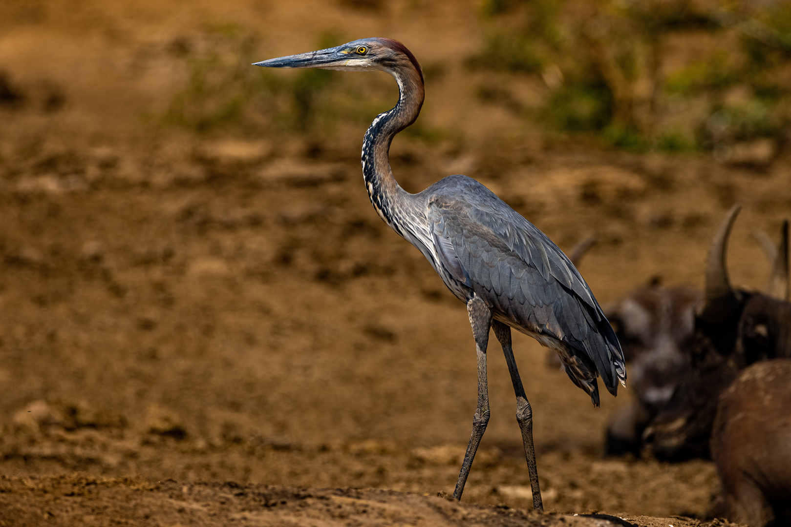 Goliathreiher - Goliath Heron