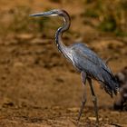 Goliathreiher - Goliath Heron